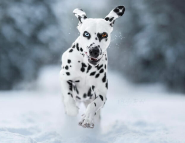 Un po’ confusi ma felici: questi 5 cani nella neve vi faranno venire voglia di una settimana bianca con loro