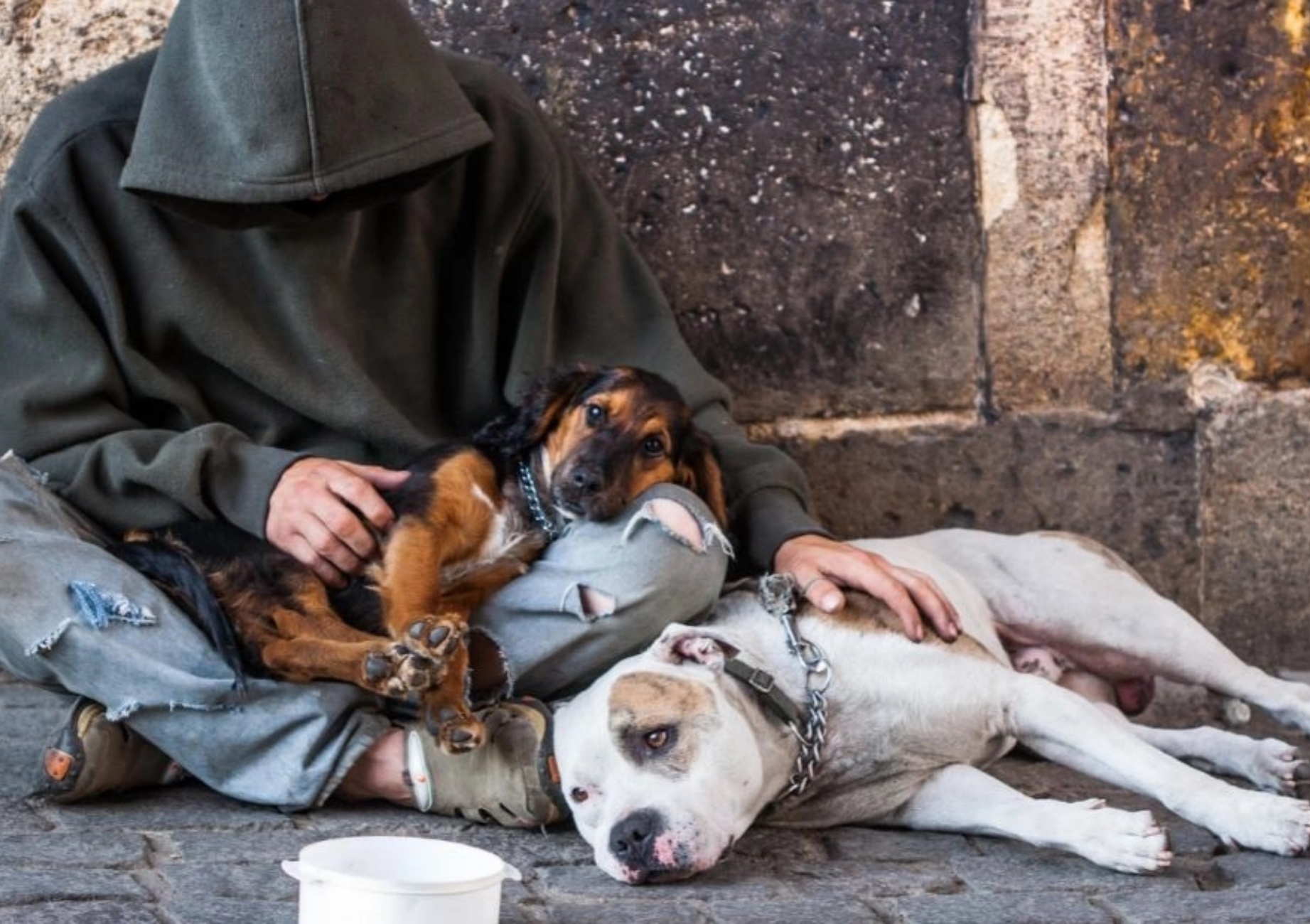 senzatetto e cani