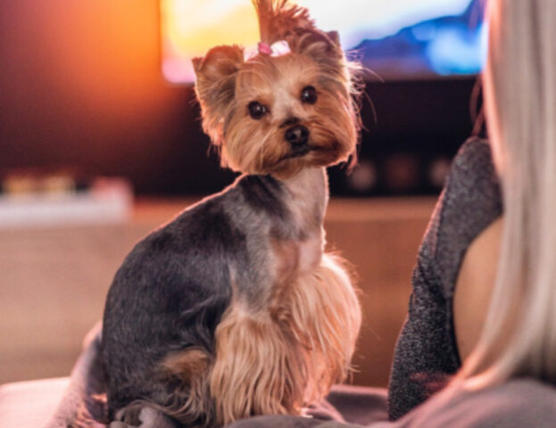 Una ricerca (forse) ha rivelato perché ai cani piace guardare la tv