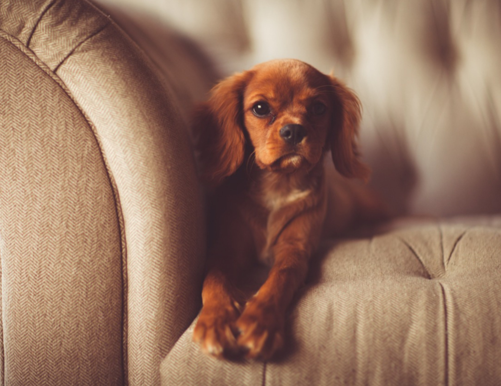 Cane sul divano