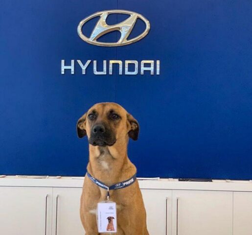 Una storia che fa sorridere e riempie di speranza: questo è il cane che ha trovato lavoro (e rifugio) in una concessionaria Hyundai