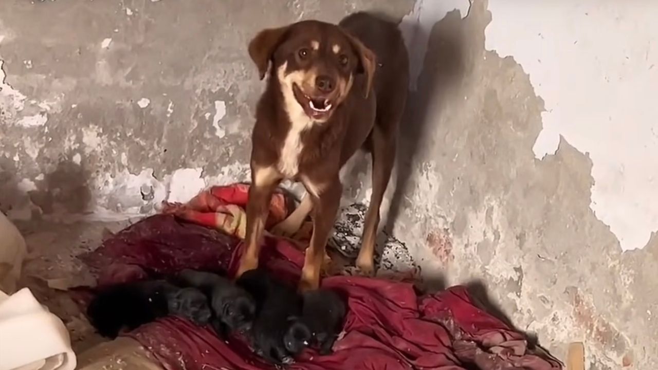 Cagnolina diffidente