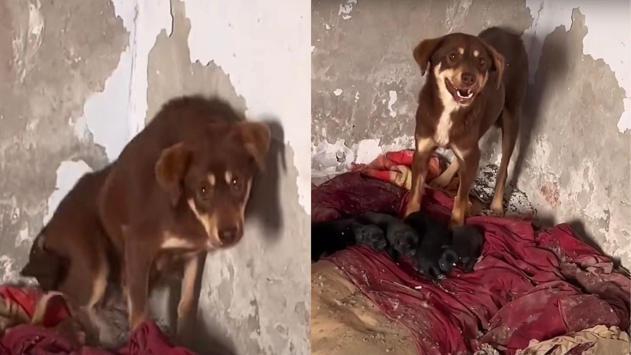 Cagnolina protegge cuccioli