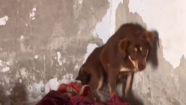 Vivevano in un rudere abbandonato: la cagnolina aveva paura di chi stava per darle una mano e mostrava i denti – Video