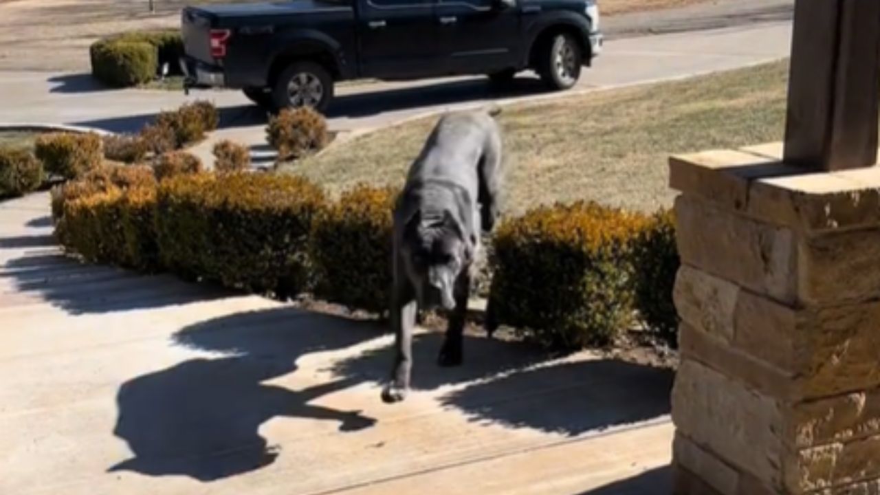 cane corso