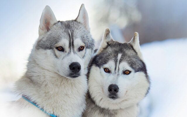 Alusky, alimentazione: cosa può mangiare e cosa deve evitare