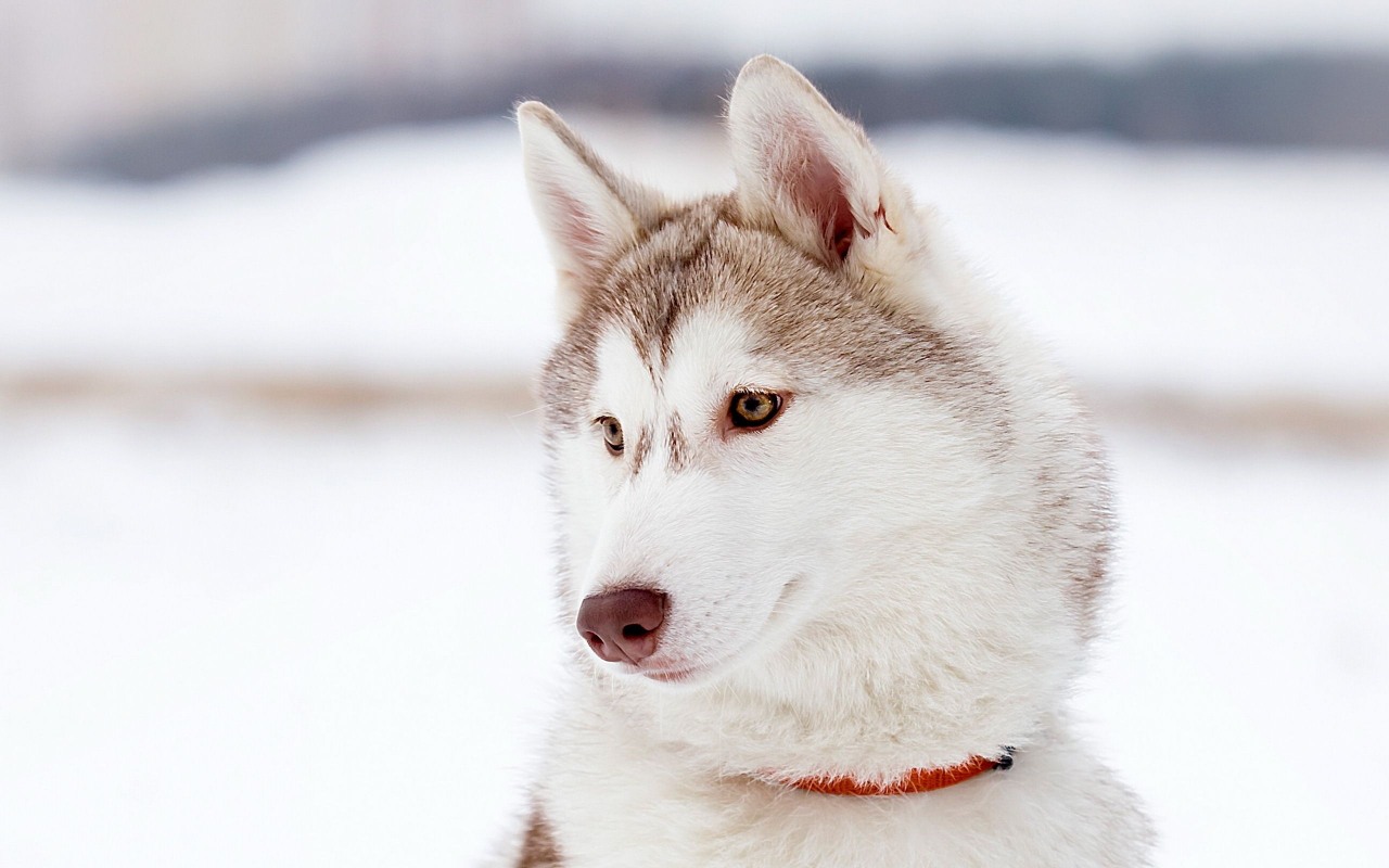 cane sulla neve