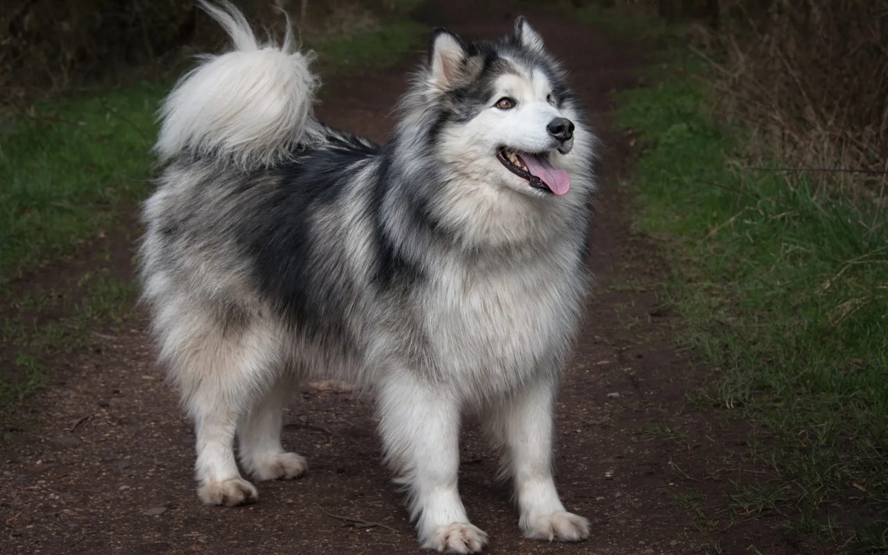 cane con il pelo molto lungo