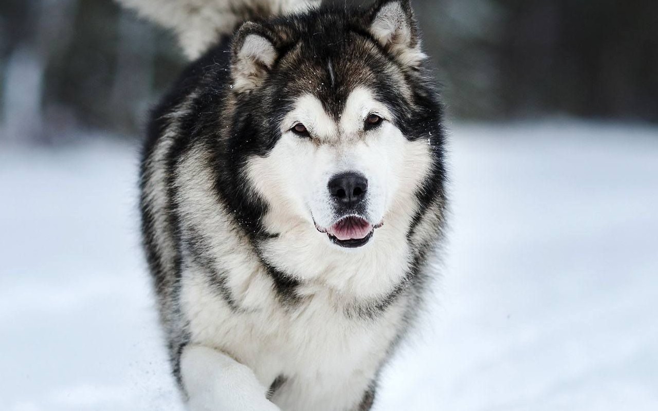 cane che cammina sulla neve