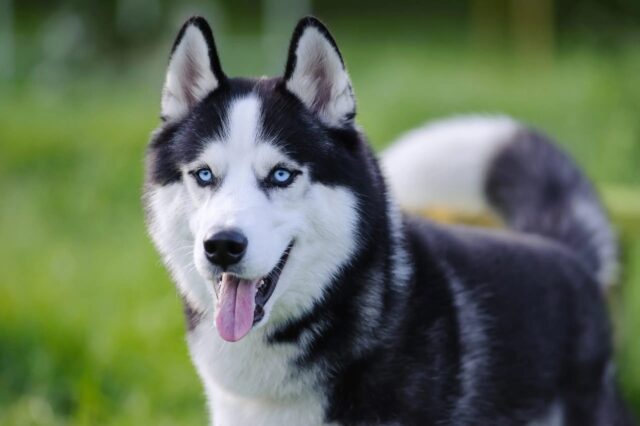 Alusky, carattere e temperamento: tutto sull’indole di questo cane ibrido