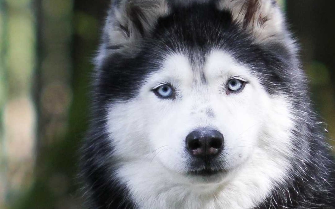 cane con gli occhi azzurri