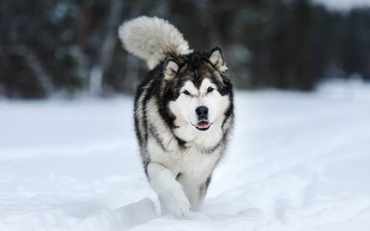 cane che cammina sulla neve