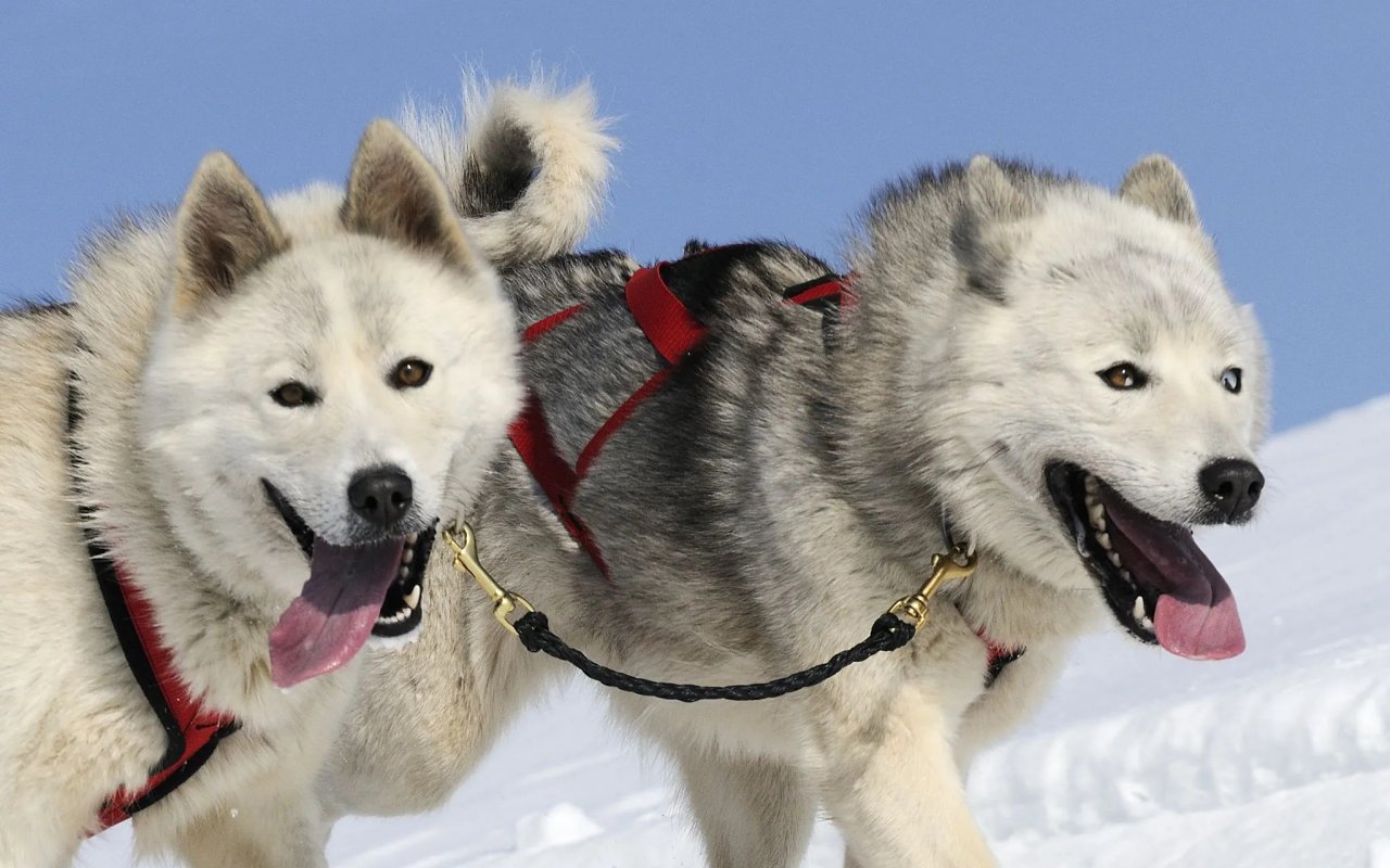 cani da slitta che corrono nella neve