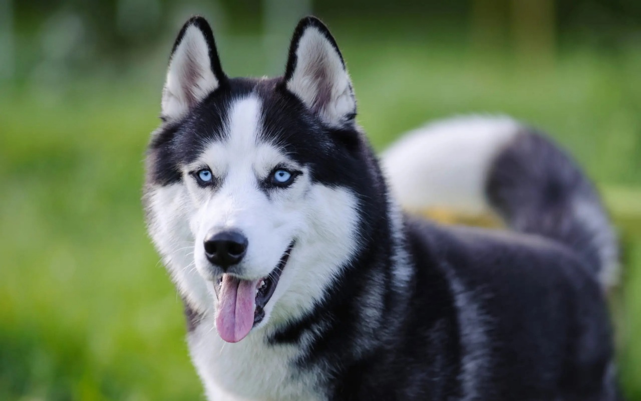 cane con gli occhi azzurri