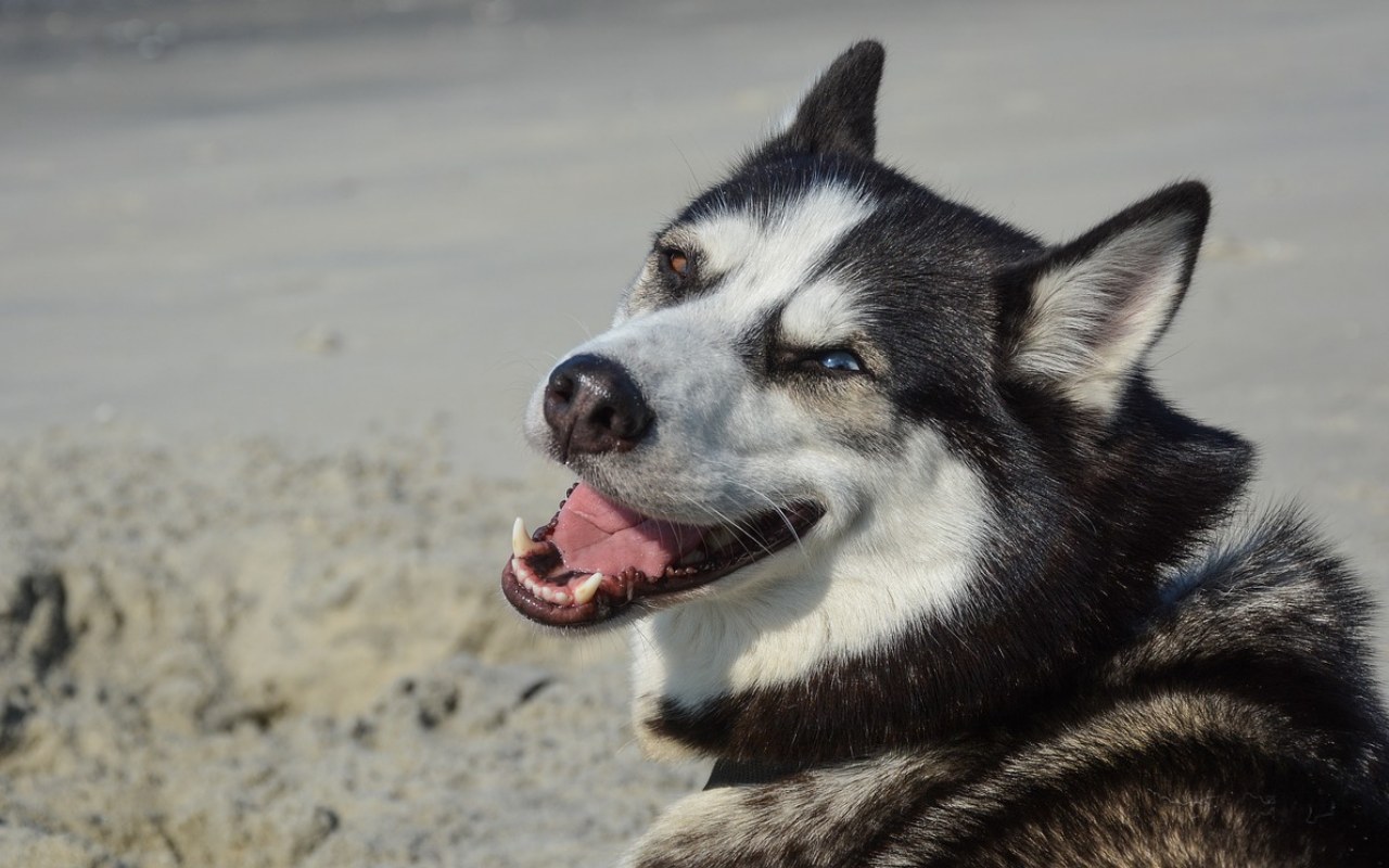 cane che sorride