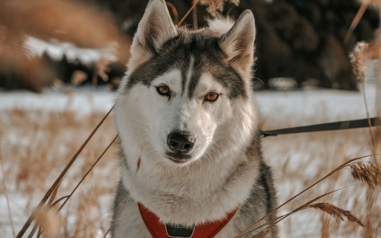 cane sulla neve