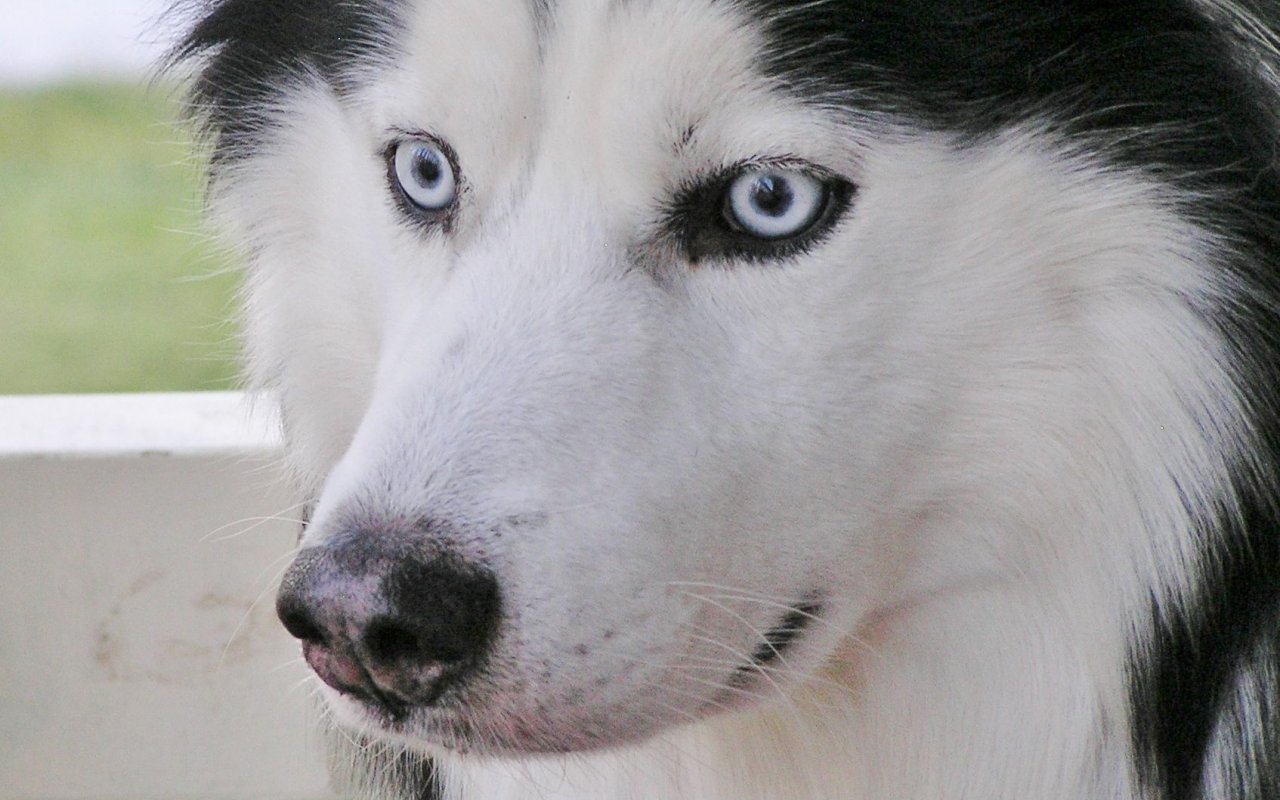 cane con gli occhi azzurri