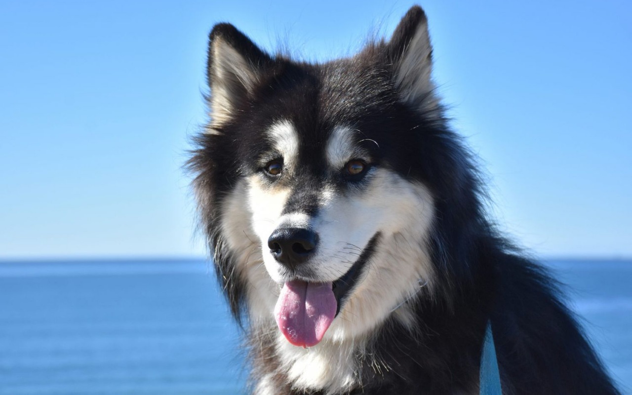 cane bianco e nero