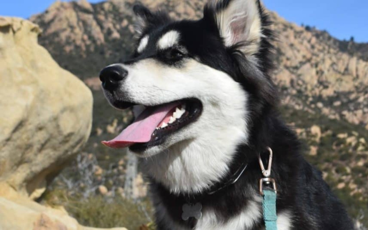 cane al guinzaglio in montagna