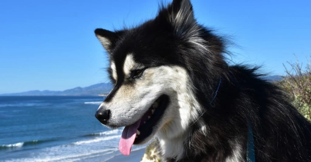 Esemplari di Alaskan Husky