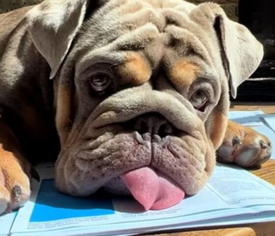 Questo Bulldog “sorprende” il suo padrone a lavorare da casa e non esita a rimproverarlo per la condotta inappropriata