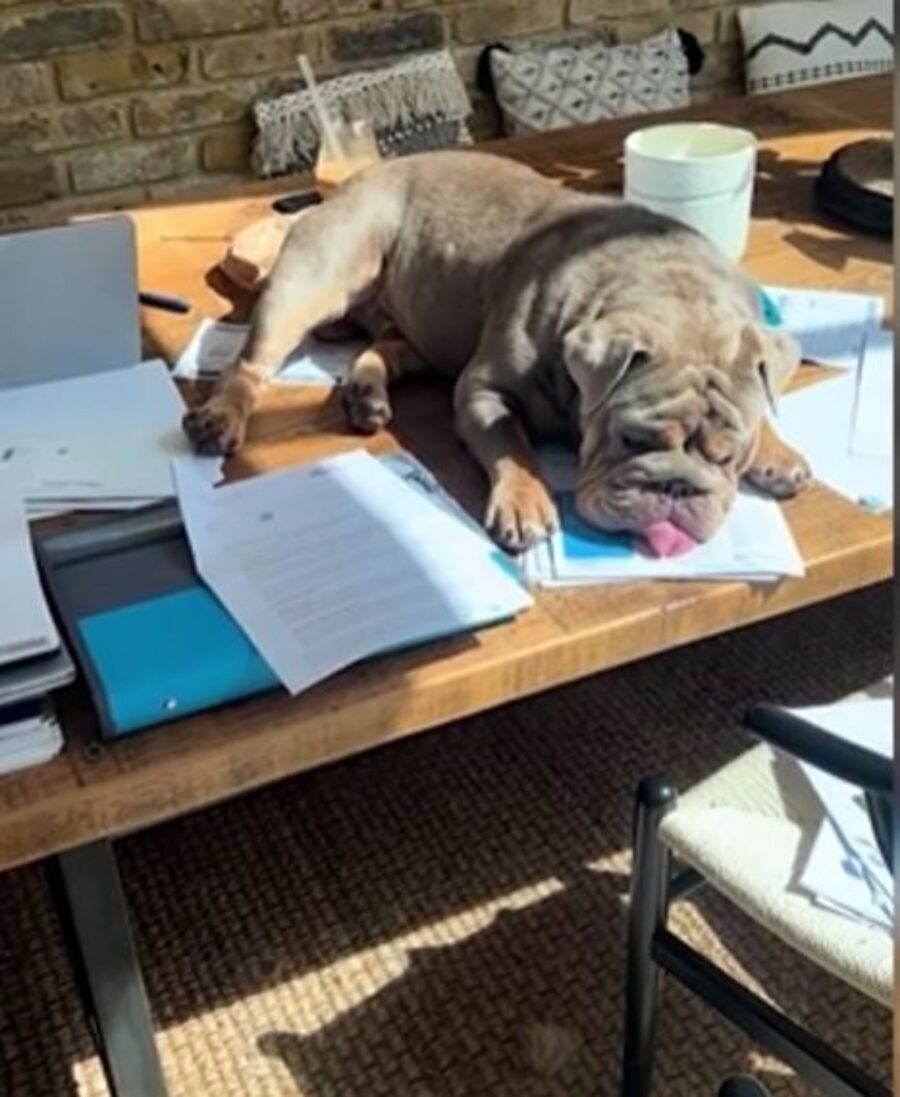 un cane su una scrivania