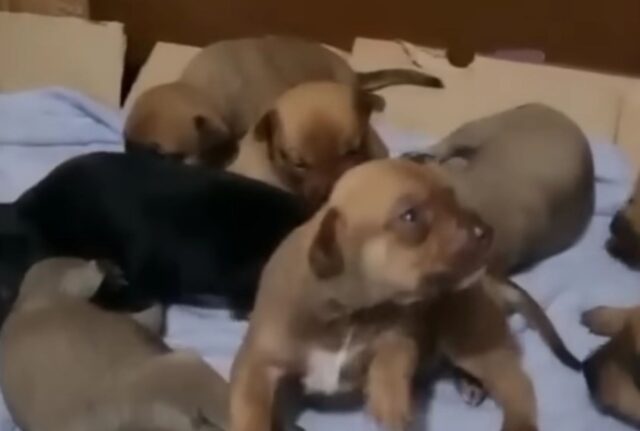 Quando hanno visto le condizioni di questa cagnolina incinta non riuscivano a crederci: “Era enorme”