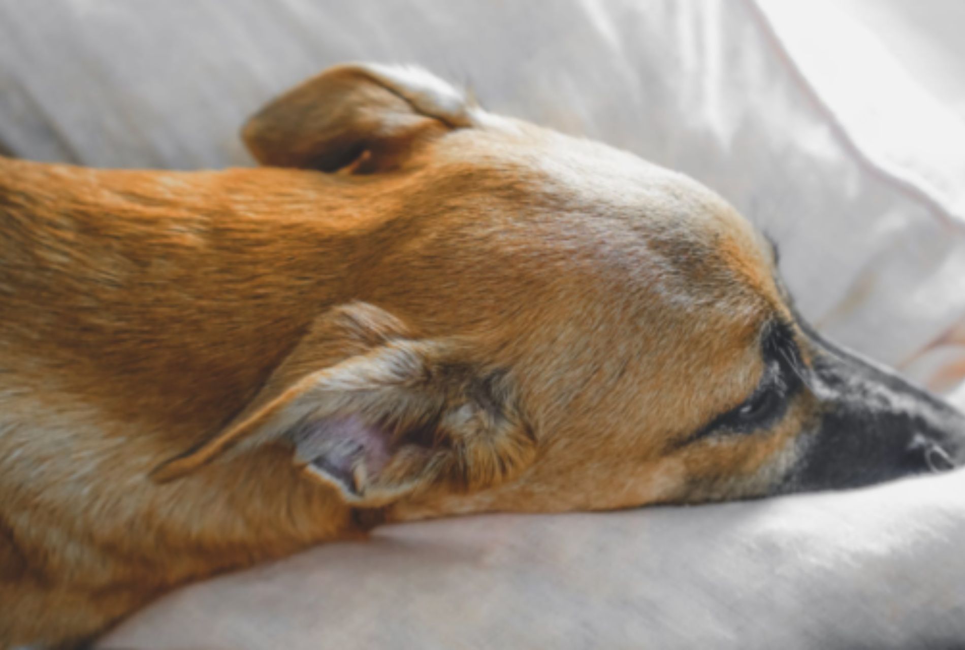 cagnolina maltrattata