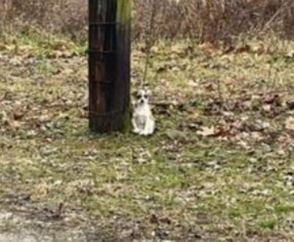 La cagnolina stava ferma sotto l’albero, nonostante nessuno sarebbe mai tornato a prenderla o a curarsi di lei