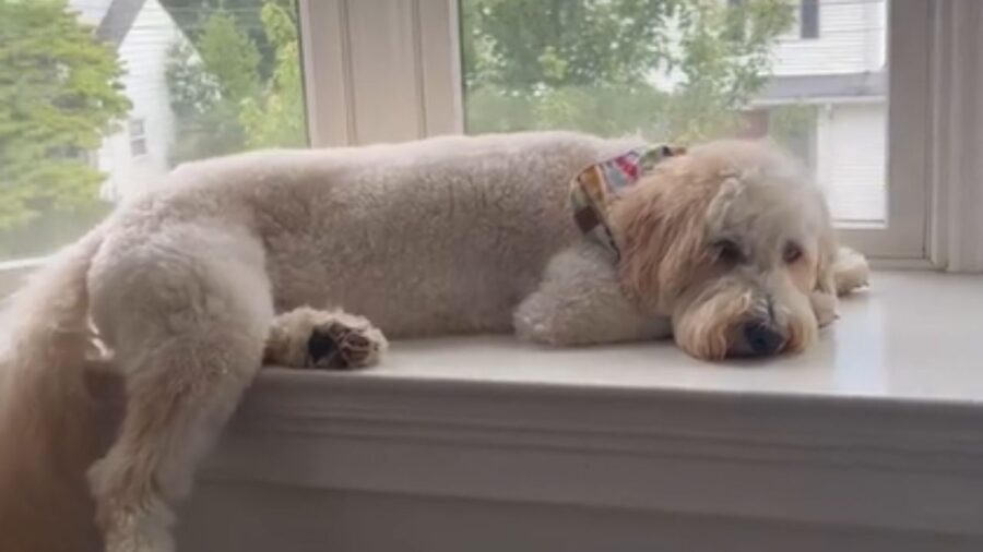 cagnolino con pelo bianco e arricciato