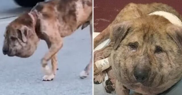 Nessuno pensava che questo cane, randagio e con la testa deforme, avesse possibilità di salvarsi
