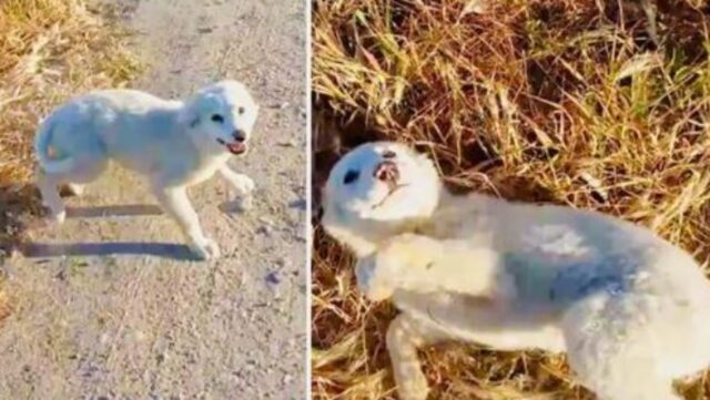 L’uomo stava facendo la sua corsa mattutina quando si è imbattuto nell’adorabile cucciolo che ha conquistato il suo cuore