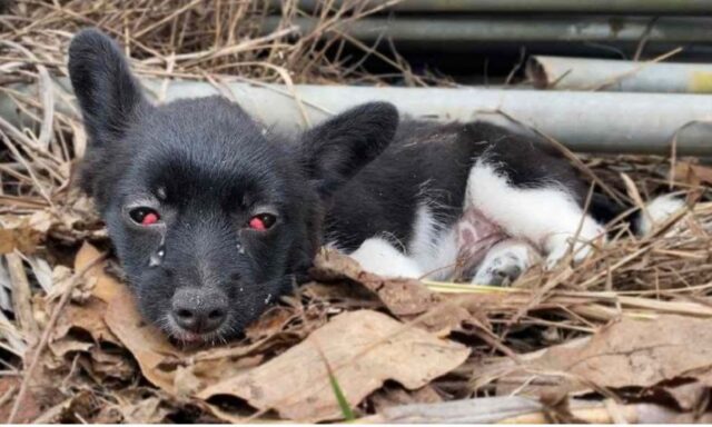 Il cane ha pianto per giorni, fino a consumarsi, prima che qualcuno finalmente si accorgesse del suo dolore