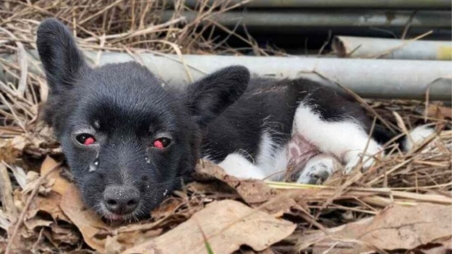 un cucciolo malato