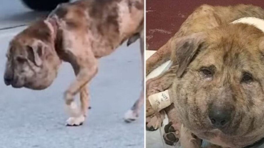 un cane malato in strada