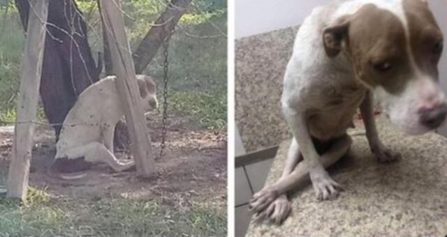 L’avevano legata a un albero ed era debole e denutrita: adesso questa cagnolina si è del tutto trasformata