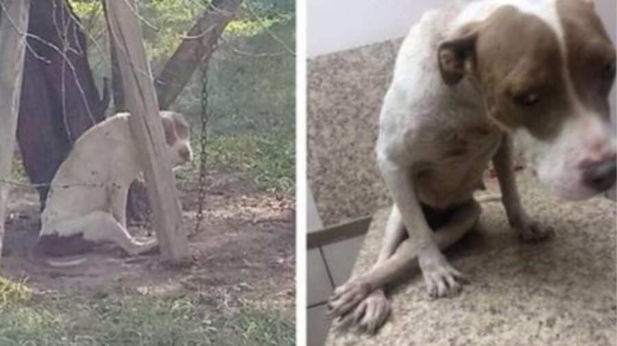 una cagnolina legata ad un albero