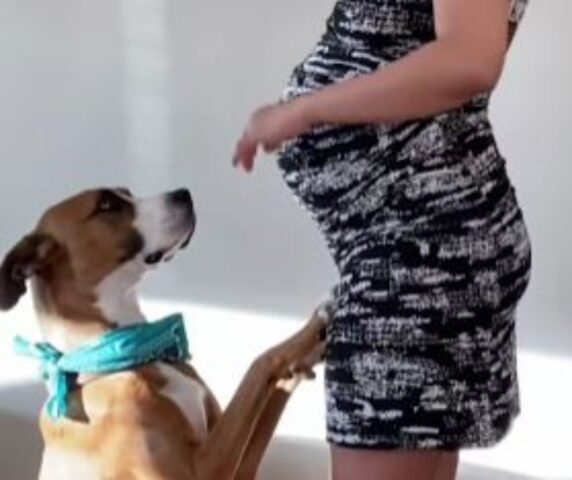 “Il mio cane prima e dopo la gravidanza”: la donna mostra i cambiamenti commoventi del suo amico a quattro zampe