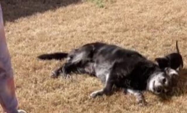 Il cane anziano incontra un cucciolo ed è così sopraffatto dall’emozione da non riuscire a contenere le lacrime