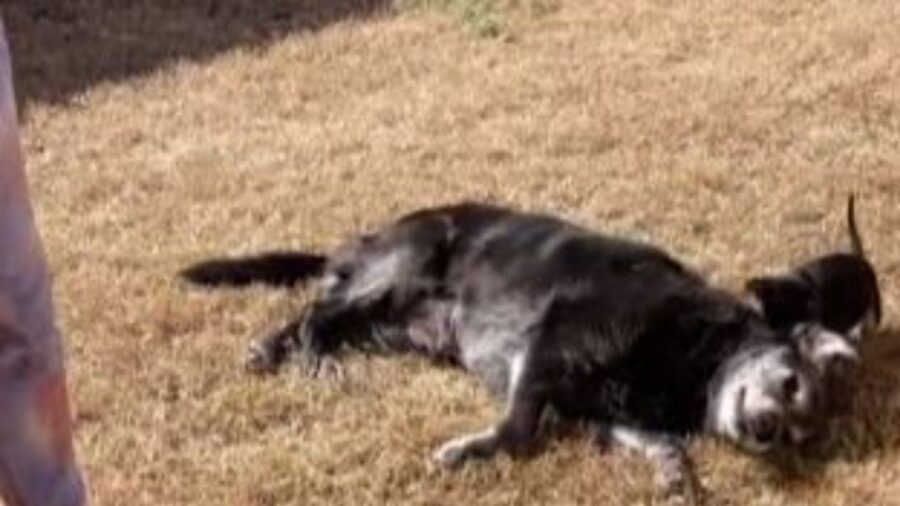 un cane anziano che gioca con un cucciolo