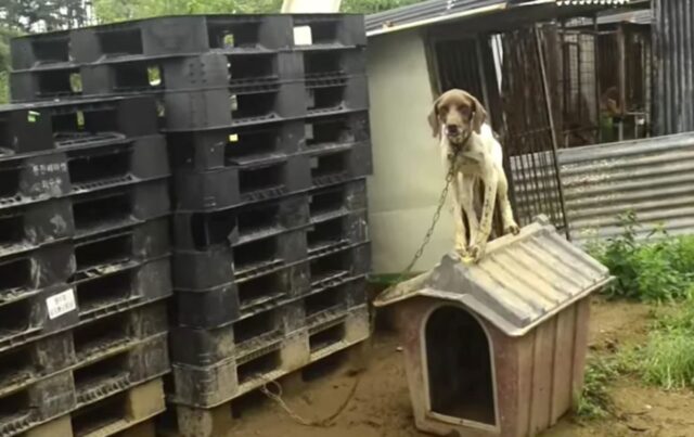 La vita che questa cagnolina stava vivendo era tragica, ma poi i soccorritori le hanno reglato una nuova speranza