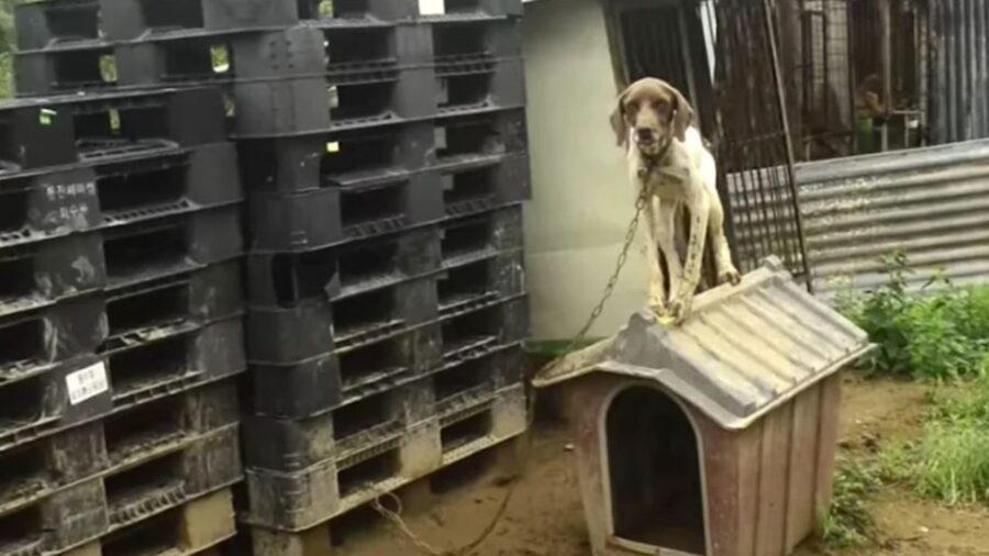 una cagnolina legata alla catena