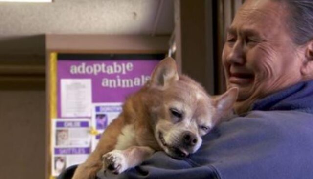 Il cuore di questo cane si era fermato tra le braccia del suo padrone, ma dal veterinario accade il miracolo
