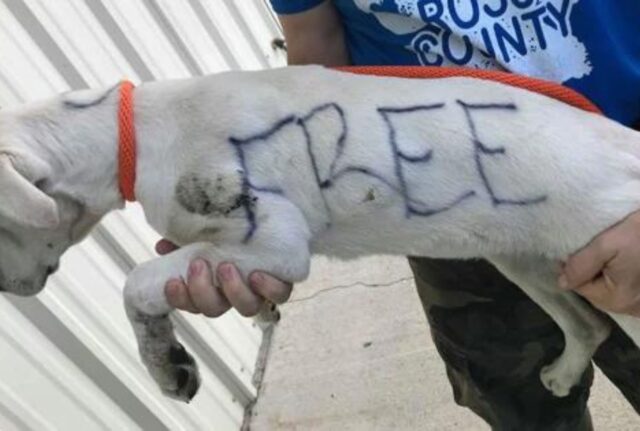 È stato abbandonato con queste scritte sul corpo, il cane sembrava destinato a soffrire nell’indifferenza di tutti