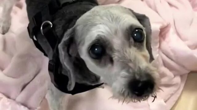 Cane abbandonato a 15 anni: adottante fa di tutto per arrivare per prima