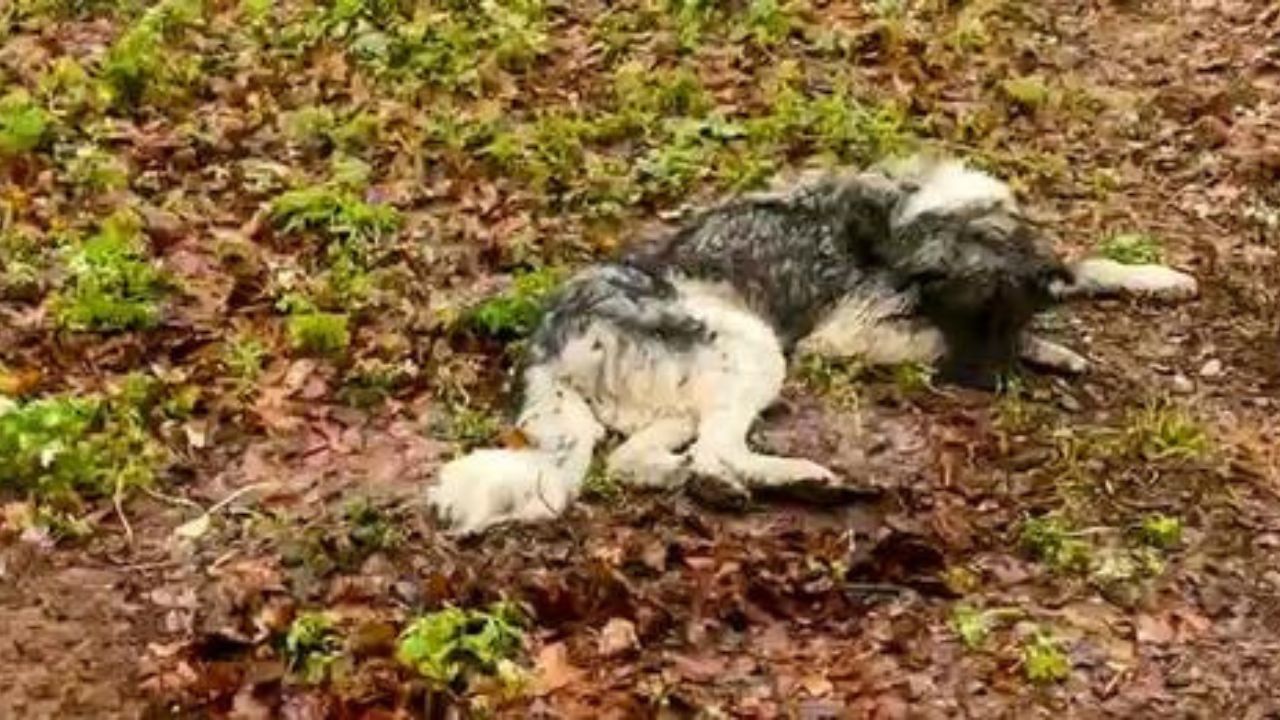 cane abbandonato e in difficoltà