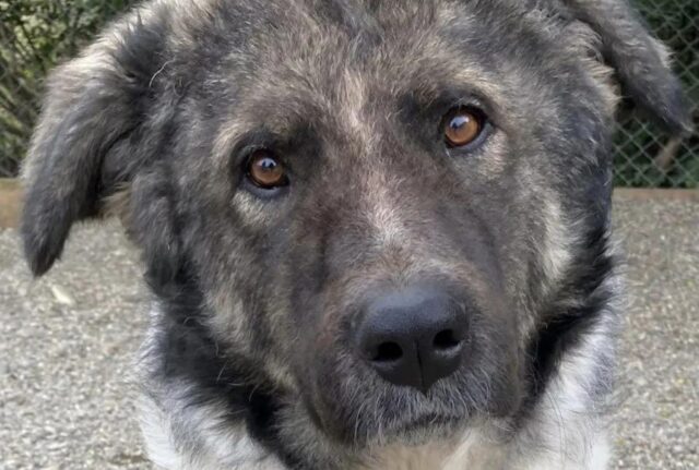 Quando lo hanno visto hanno pensato il peggio, non pensavano che il cane fosse ancora in grado di respirare