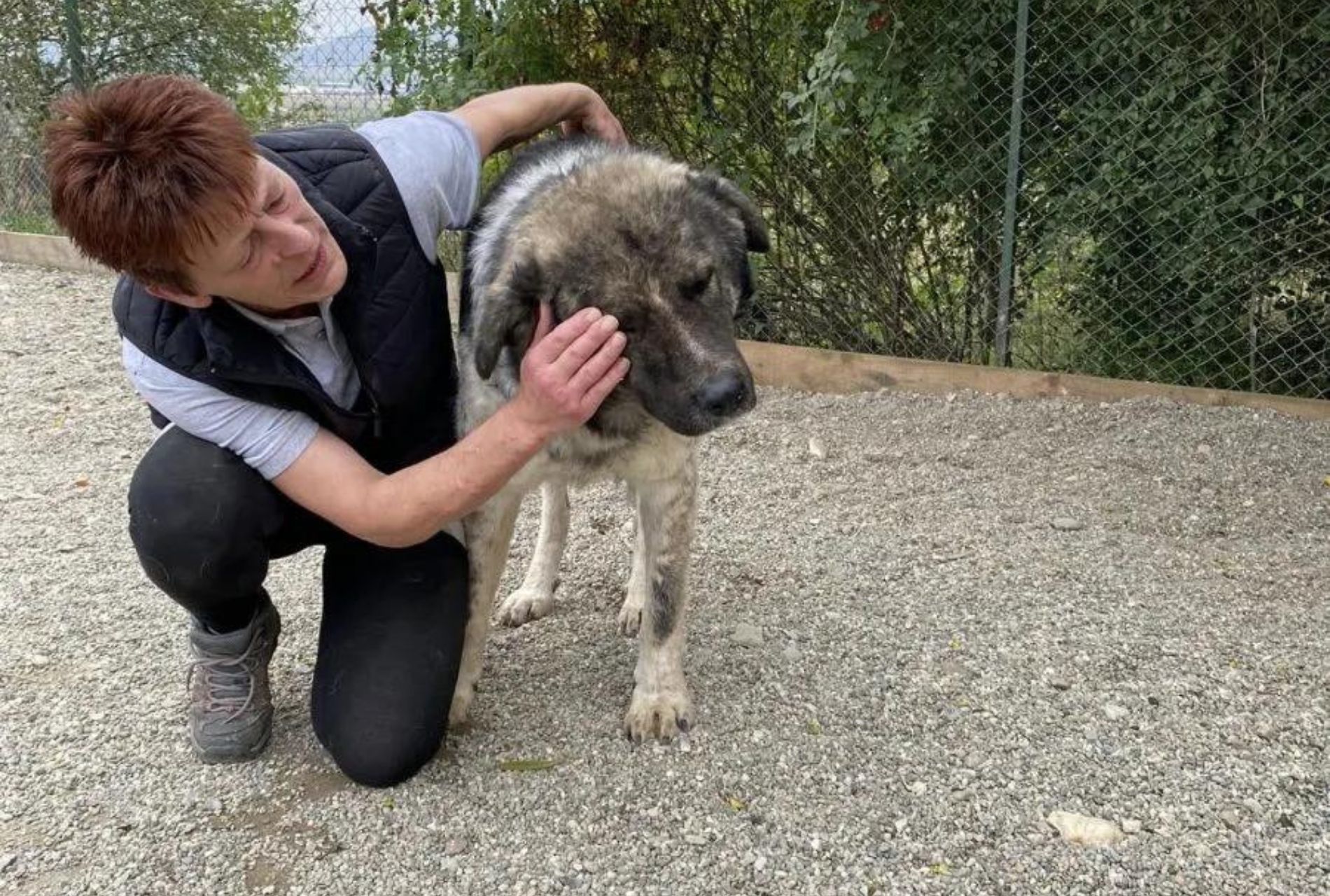 cane abbandonato e in difficoltà