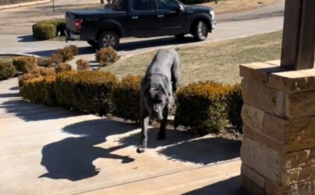 Il Cane Corso accompagna il ragazzo delle consegne alla sua macchina: “Ama proteggere tutti noi” (VIDEO)