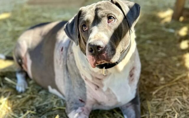 Cane aggredito insieme al proprietario, soccorsi solo per l’uomo